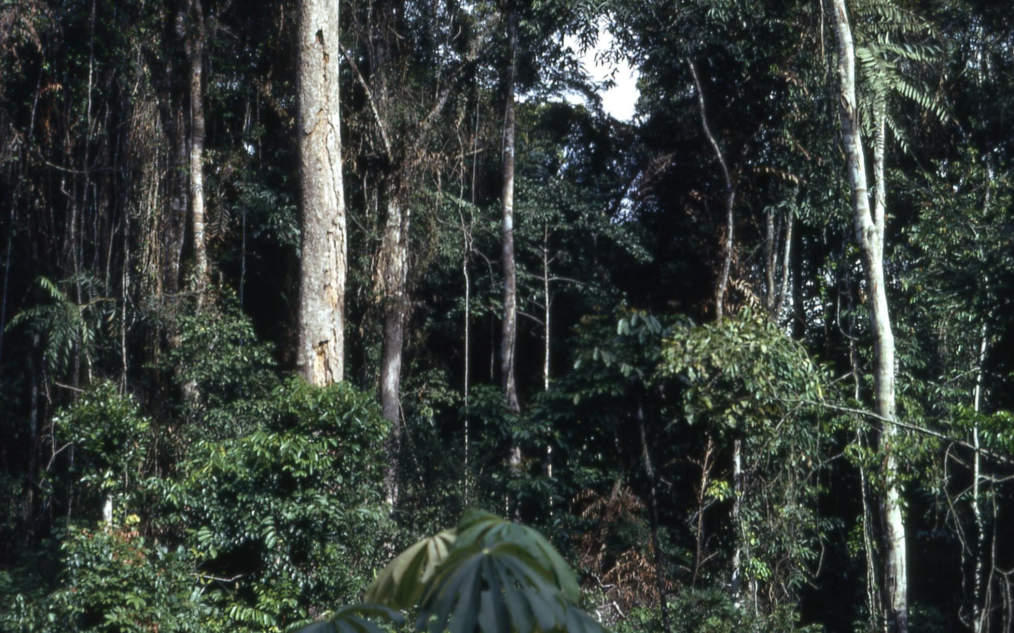 Latex Seeds originally are from a Brazilian Tree in the Amazon Rainforest